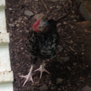 Virginia, 12 week old speckled sussex