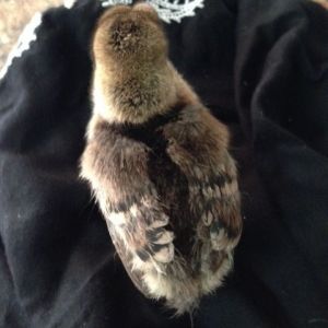 214 baby peachicks