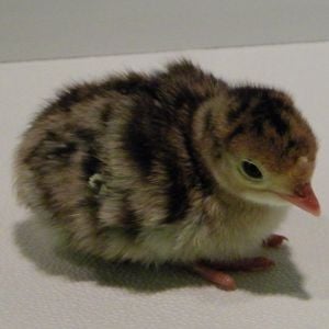 Day 2 of rescued Merriam? poult