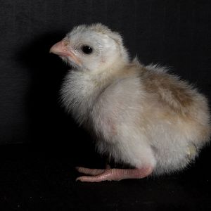 Buff dundotte guinea keet