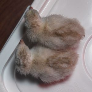 Buff dundotte guinea keet