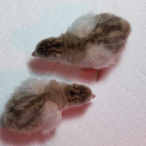 Chocolate guinea keet