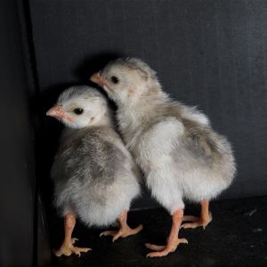 Coral blue guinea keet