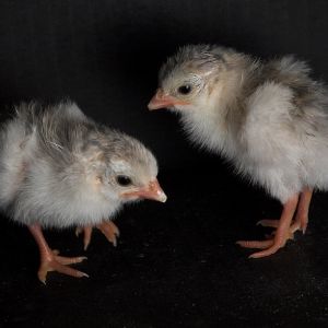 Coral blue guinea keet