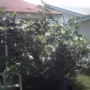 well here's some good news for the day my fig tree has come back and has several hundred figs on it