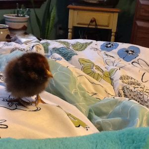 One of my baby chicks from Easter
