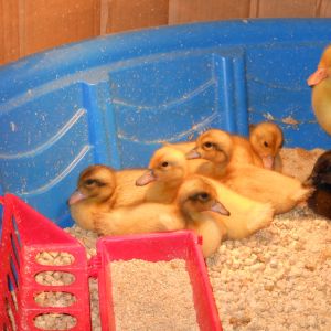 Ducklings from Metzer's... couple of day's old. 5 Welshies on the left and Pekin and Cayuga on the right.