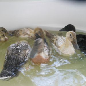 ducks in a tub