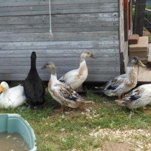 Pekin, Cayuga, and Welsh Harlequin's from Metzer