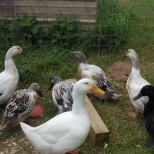 Metzer's ducks 2 months old