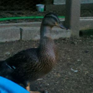 1 of the girls, quackers