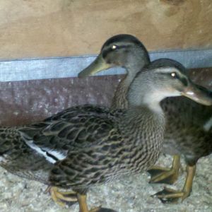 Chuck Norris and Ms. Quackers