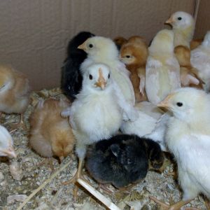 2014 Spring chicks