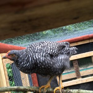 Other, 9 Weeks Old
Barred Rock