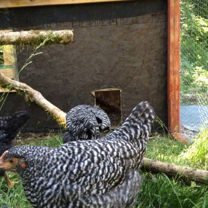 Tom, 9 Weeks Old
Barred Rock
