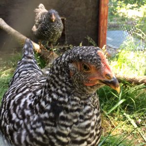 Whacky, 9 Weeks Old
Barred Rock
