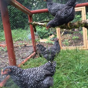 9 Week Old Barred Rocks 
Enjoying good weather out in the run
