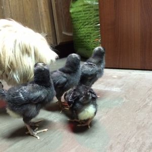 1 week old, Barred Rock
something new for or Lhasa Apso, April to check out.
