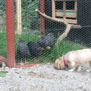 April ever vigilant with the chickens
