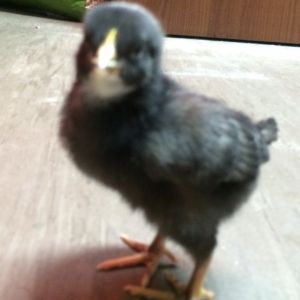 Barred Rock 1 Week Old