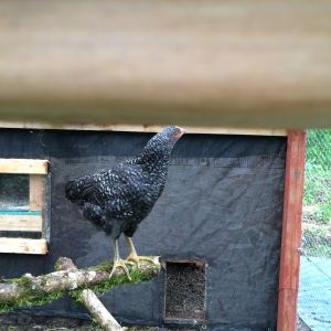 Betty, 
Barred Rock 9 Weeks Old