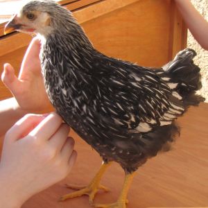 8 Week old Silver Laced Wyandotte. Softest feathers I have ever felt. We call her Speedie Sweetie. She is very nice but if she doesn't want to be caught, good luck.