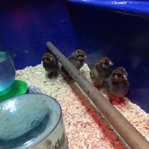 Amerecauna Pullets Week old