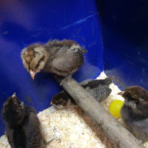 Amerecauna Pullets week old