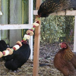 The ladies enjoying their edible Christmas garland.