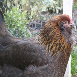 Jezebel, the last of our very first batch of chicks. She's an 11 year old Ameraucana, she still lays lovely green eggs, and she is not going to put up with any of your nonsense.