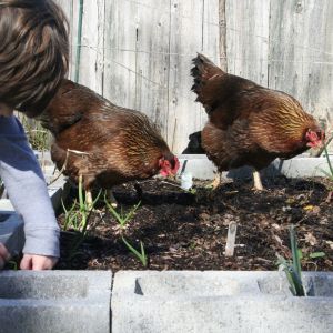 Garden helpers. Our Wellsummer pair, the Deadwood twins, Calamity Jane and Trixie.