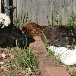 Sunbathing beauties.