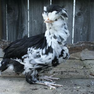 Adelaide, Mottled Houdan