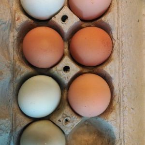 Eggs!
