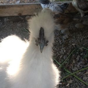 I dare you to call me a girl...one more time!!! ;)
~~Hershel~~