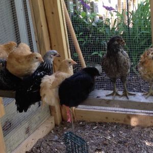 All the girls on their perch 7wks