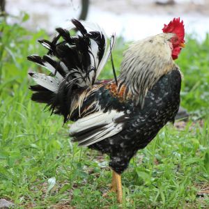 Icelandic Rooster with light head (he was recently rained on so his tail feathers are not a pretty as normal).