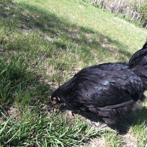 Jade, our Black Australorp