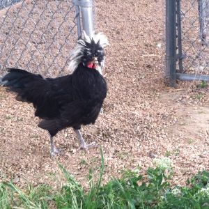 Our Rooster, a White Crested Black Polish