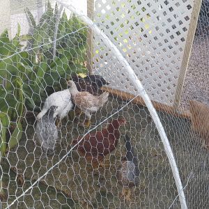 From the first 4 we got back in February we went and bought 4 more...and it k
looks like they are all girls. Here they are on the chicken play area that my husband built for then
here are Luna, Di, Fiona, Blue, Brown,  Spot, Lucy, Shine