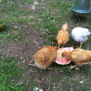 some of the chicks enjoying their first piece of watermelon