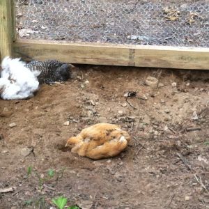 digging in the dirt