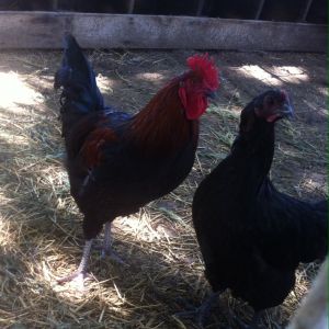 my Copper Maran hen and rooster, incubated and raised myself!