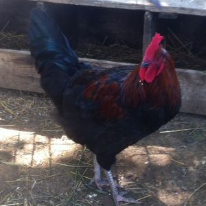 My Copper Maran Rooster!