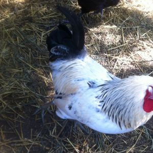 mixed breed rooster!