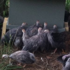 AppleMark

Young violet guinea fowl