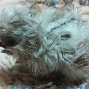 Silkie, labeled as a Sizzle. Silver in coloring. Correct skin, shanks and toes. Has a twin (separate egg babies just identical appearance)


Photo Silkie Name: Pricilla (Prissy for short)

Twin Silkie Name: Tipsy
