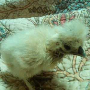 Silkie, labeled as a splash. Appears to have solid yellow down (fuzz). Correct skin, shanks, and toes.
