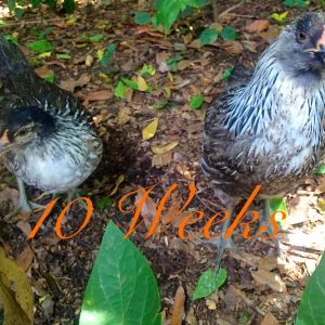 10 weeks