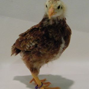 "Lilac" Buckeye @ 4 wks